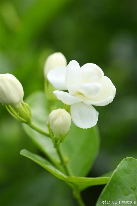 茉莉芬芳算命|何人適合分株茉莉 算命揭秘